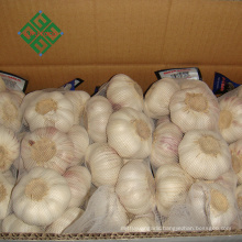 Wholesale China new crop white garlic fresh garlic price